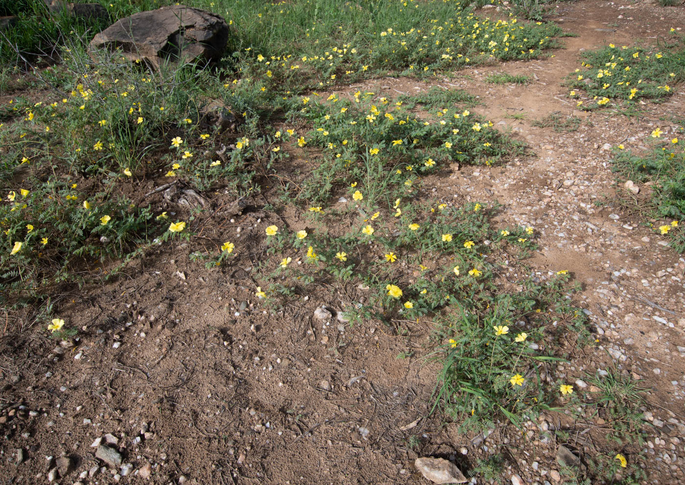 Image of Tribulus zeyheri specimen.