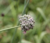 Allium hymenorhizum