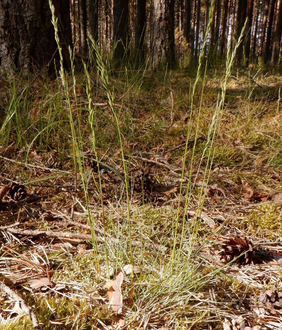 Изображение особи семейство Poaceae.