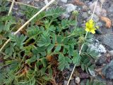 Potentilla orientalis. Цветущее растение. Казахстан, Заилиский Алатау, горы Бокайдынтау, перевал Кок-Пек. 02.09.2010.