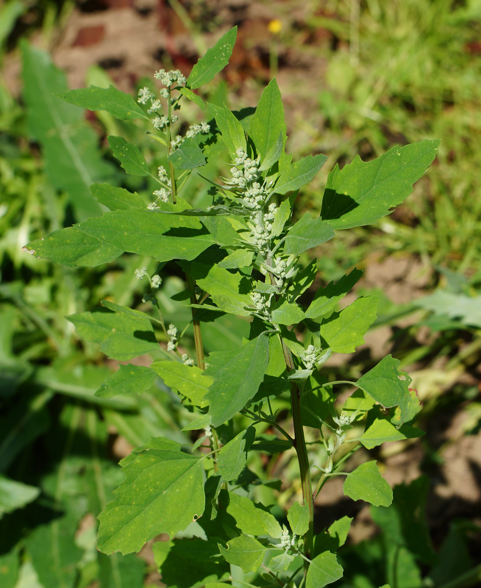 Изображение особи род Chenopodium.