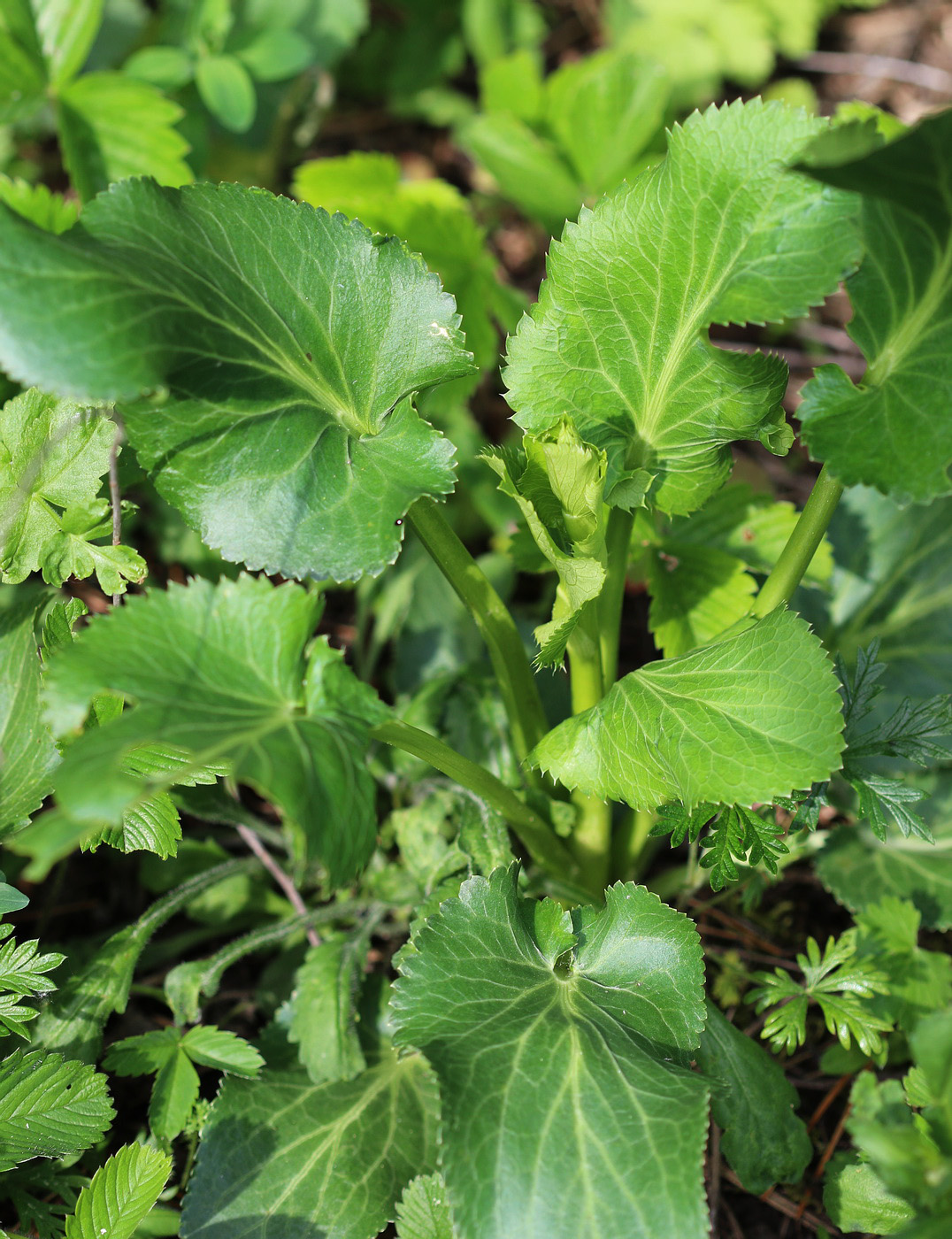 Image of Eryngium planum specimen.