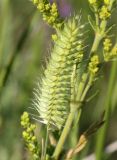 Agropyron pectinatum. Соцветие. Саратовская обл., Красноармейский р-н, окр. с. Белогорское, степь. 30.05.2019.