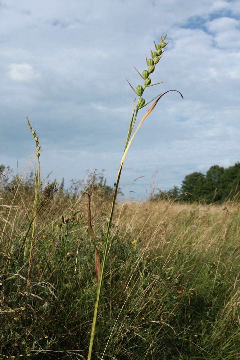 Image of Gladiolus imbricatus specimen.