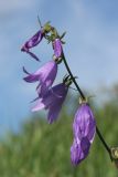 Campanula rapunculoides