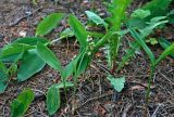 Convallaria majalis. Отцветающее растение с формирующимися плодами (справа видны листья Taraxacum). Московская обл., окр. г. Железнодорожный, опушка смешанного леса, вырубка. 19.06.2020.