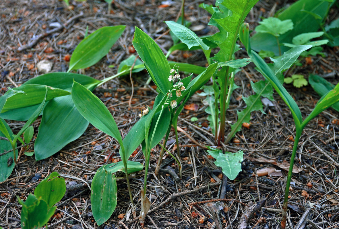 Изображение особи Convallaria majalis.