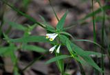 Melampyrum pratense. Верхушка побега с соцветием. Московская обл., окр. г. Железнодорожный, смешанный лес. 12.06.2020.