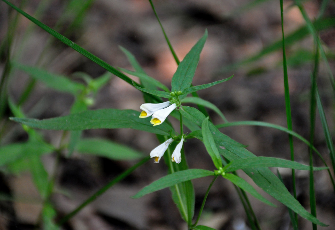 Изображение особи Melampyrum pratense.