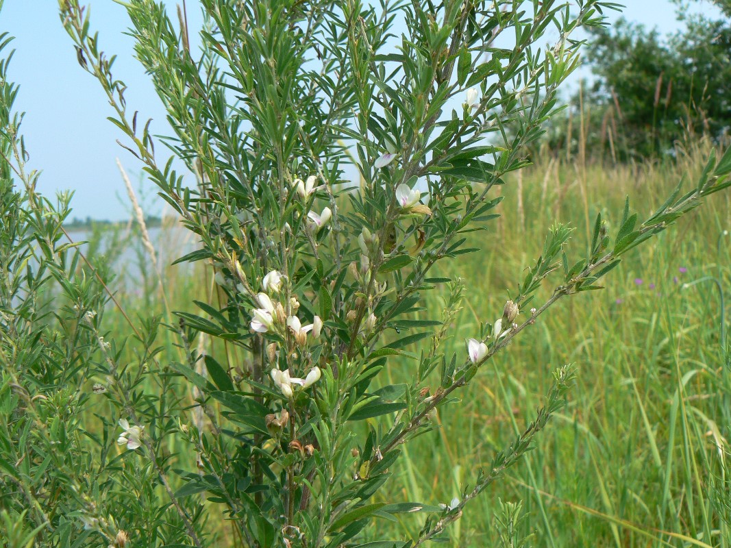 Image of Lespedeza juncea specimen.