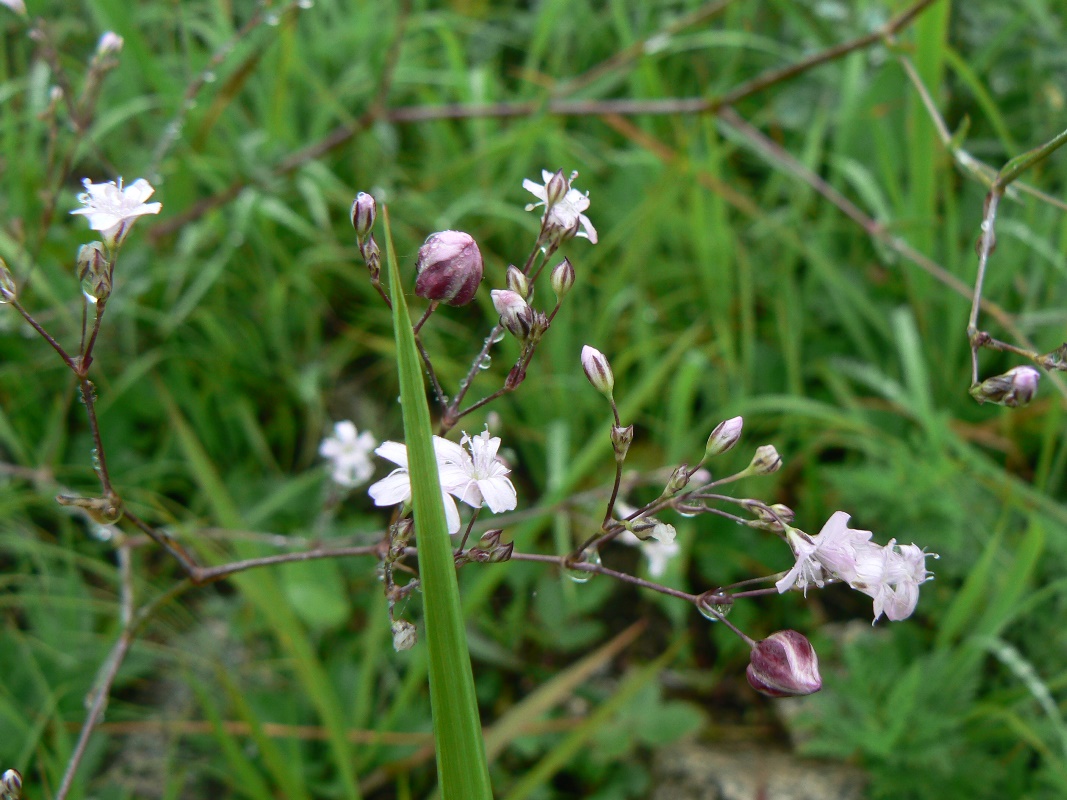 Image of Gypsophila pacifica specimen.