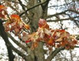 Fagus variety purpurea