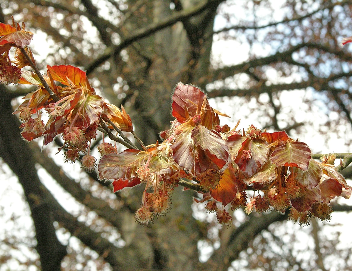 Image of Fagus sylvatica var. purpurea specimen.