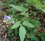 род Aconitum