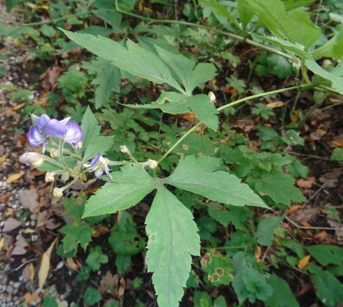 Изображение особи род Aconitum.