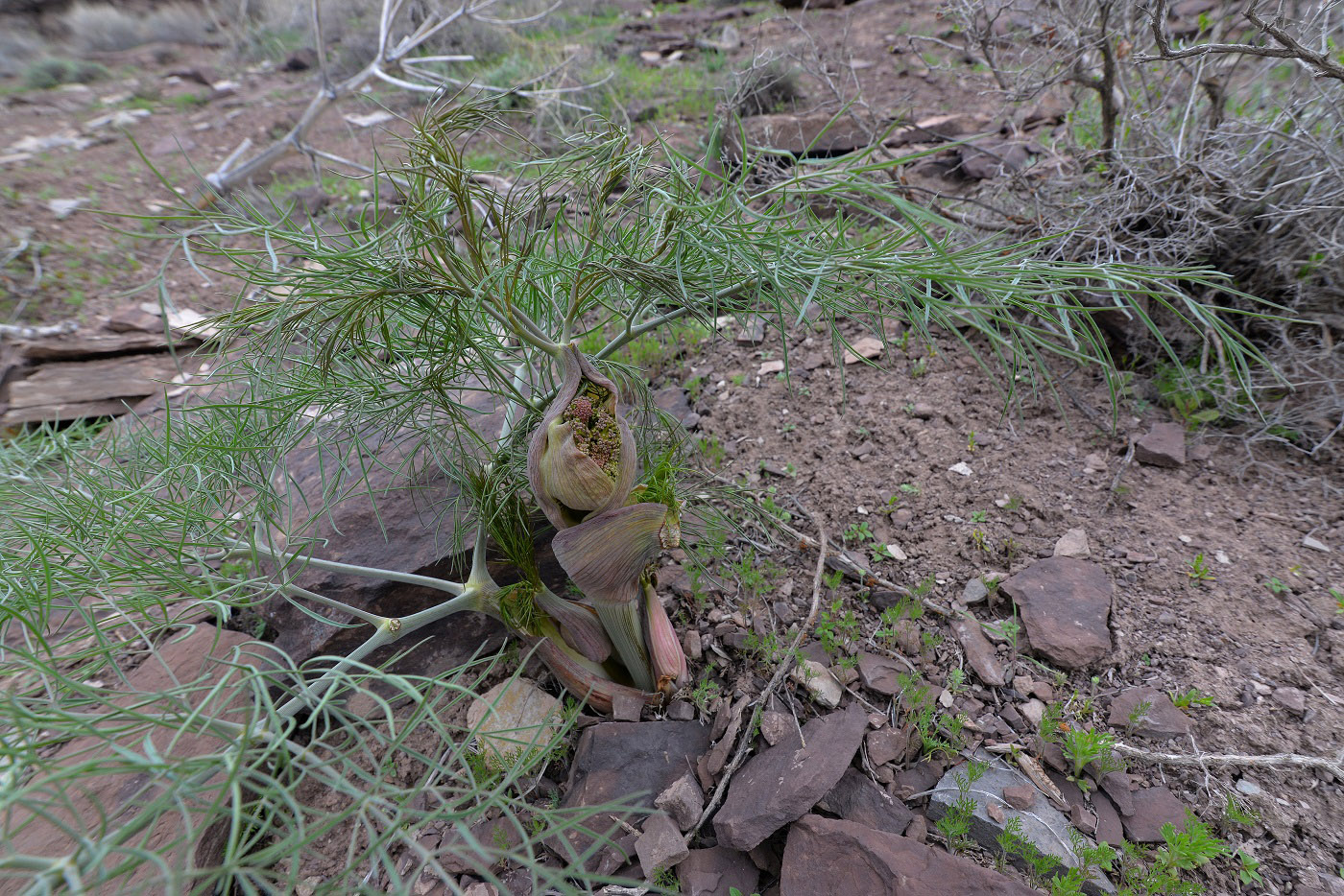 Image of Ferula varia specimen.