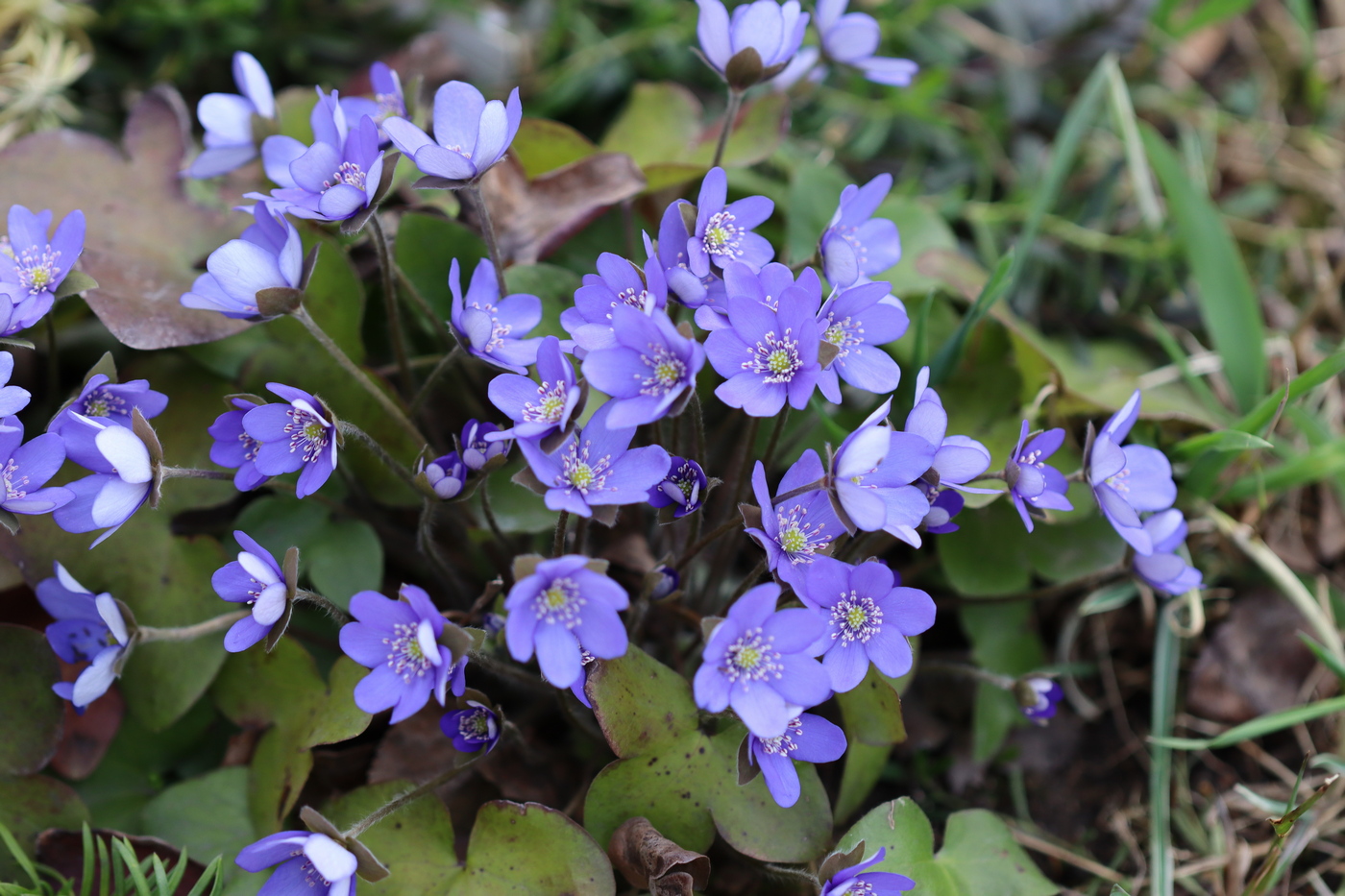 Image of Hepatica nobilis specimen.