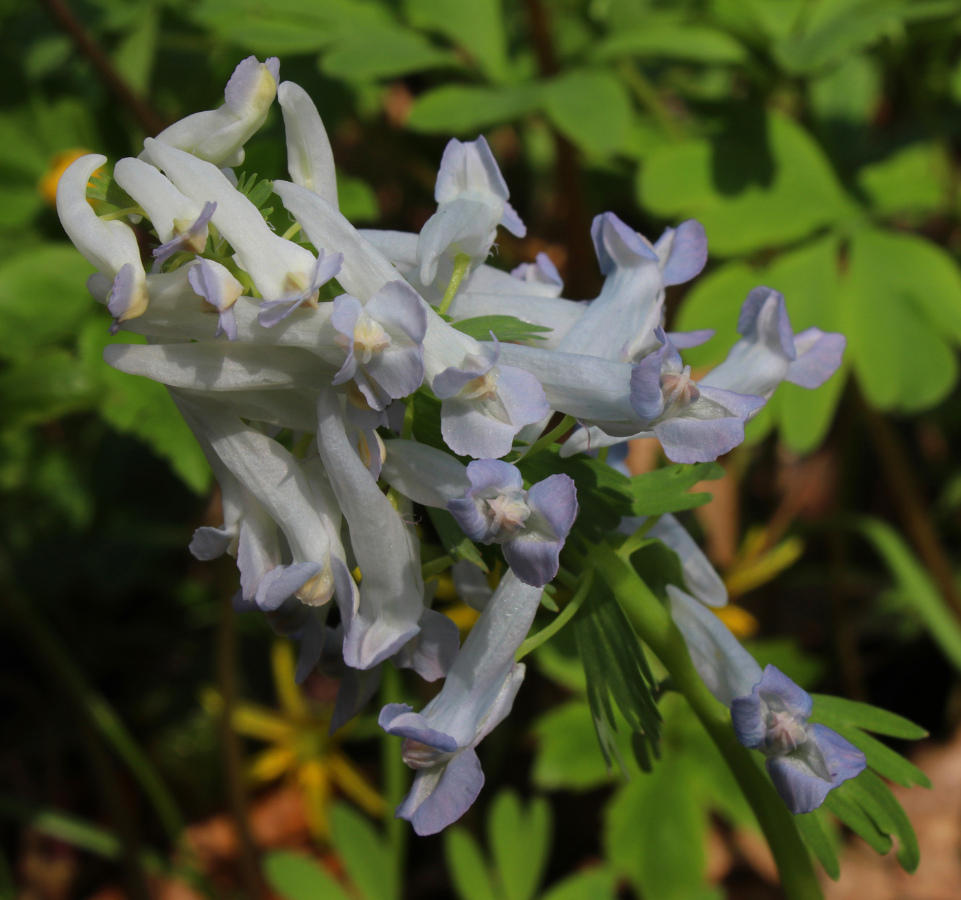 Изображение особи Corydalis solida.