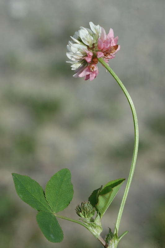 Изображение особи Trifolium hybridum.