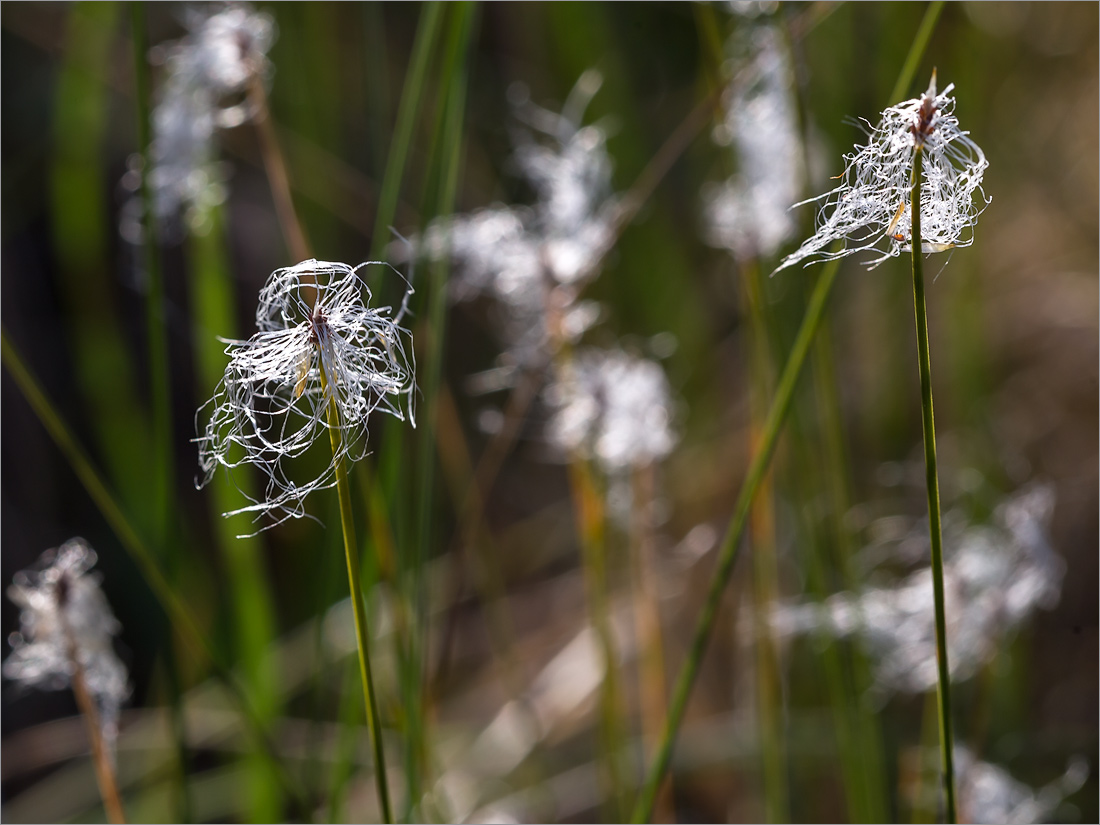 Изображение особи Trichophorum alpinum.