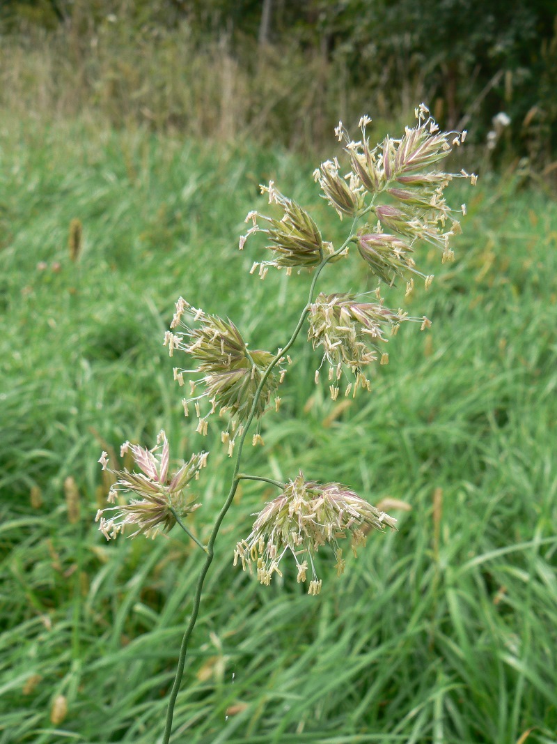 Изображение особи Dactylis glomerata.