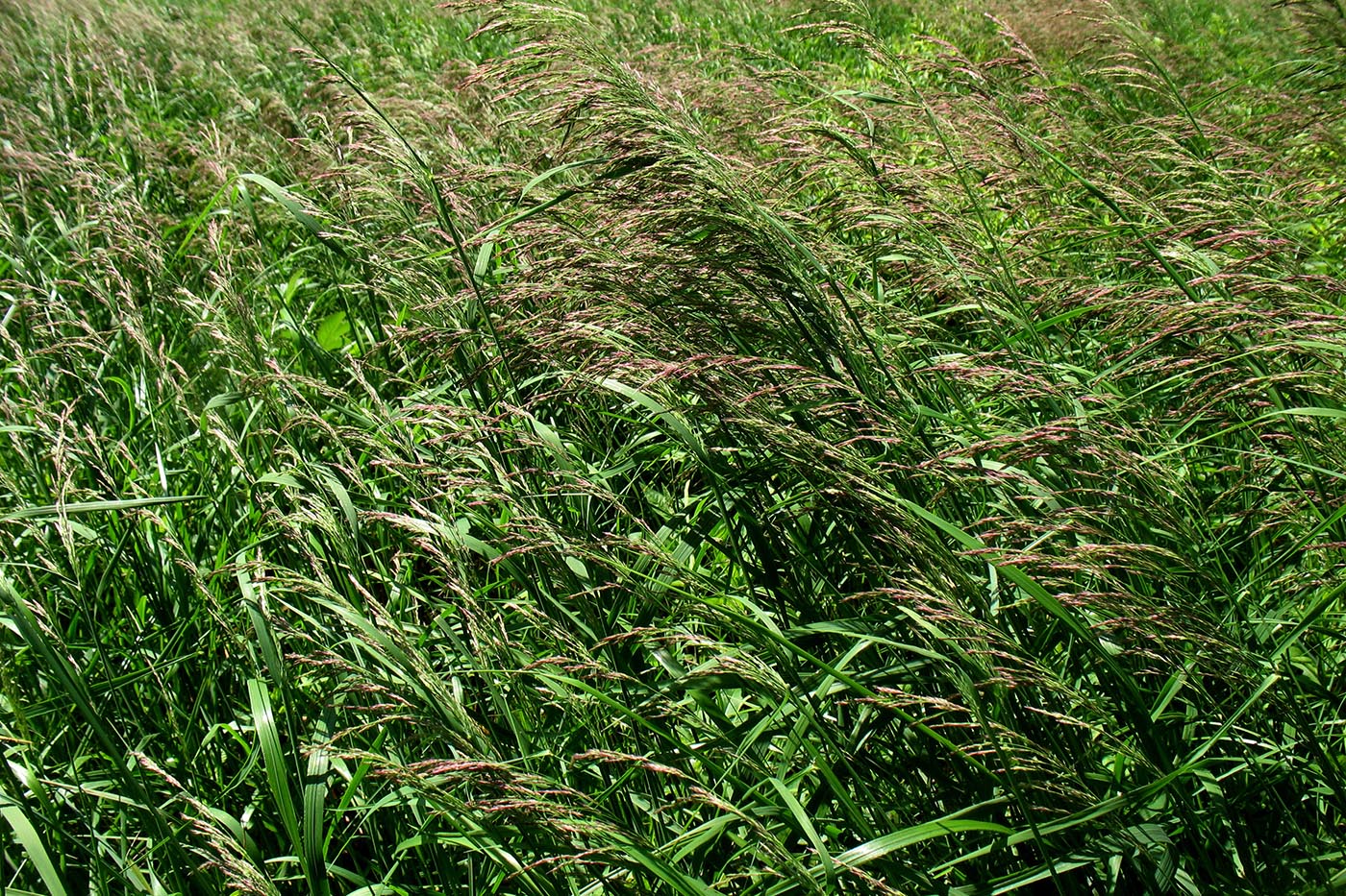 Изображение особи Calamagrostis canescens.