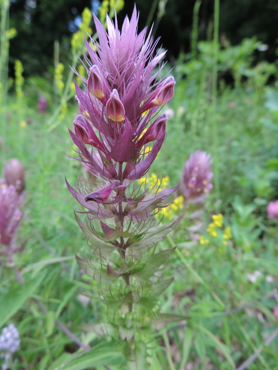 Image of Melampyrum arvense specimen.