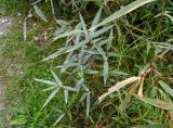 семейство Poaceae