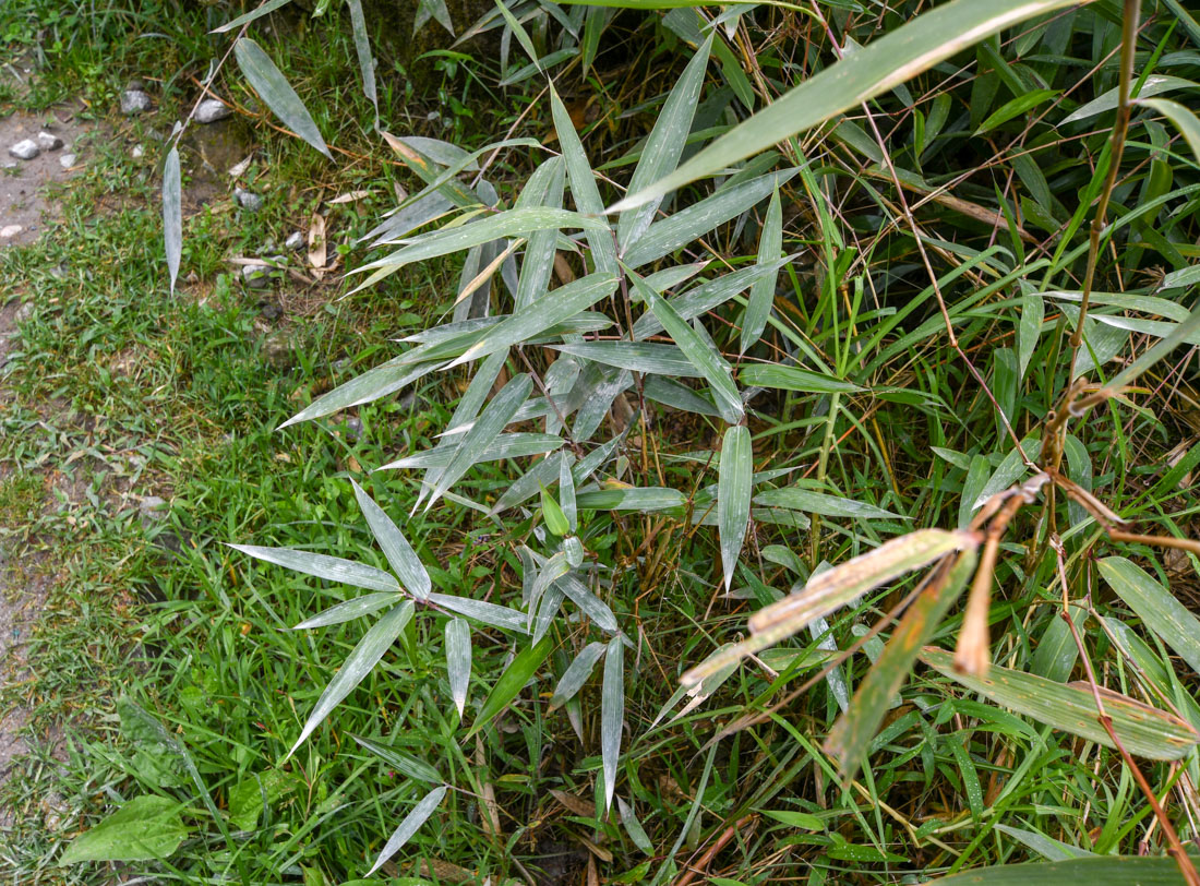 Image of familia Poaceae specimen.