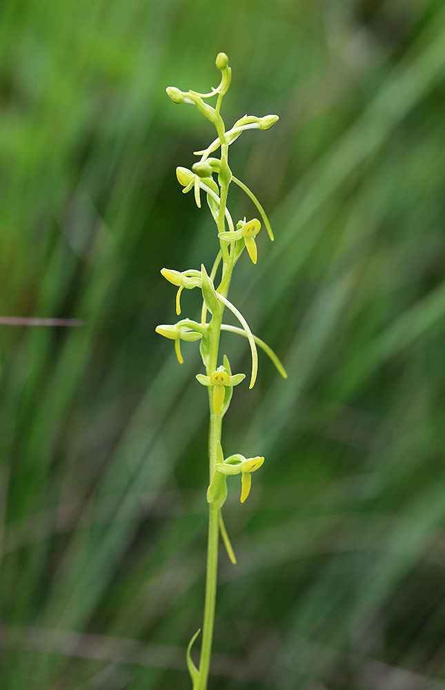 Image of Platanthera tipuloides specimen.