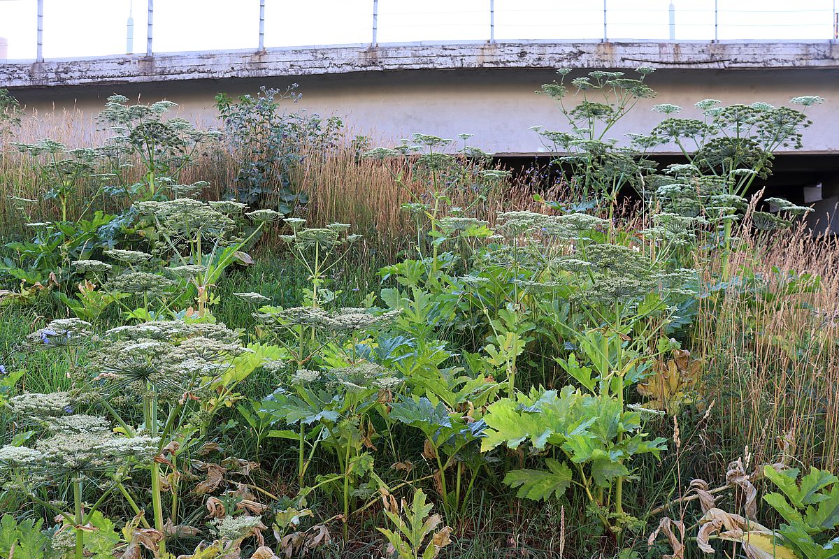 Image of Heracleum sosnowskyi specimen.