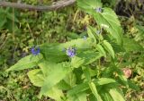 Veronica longifolia