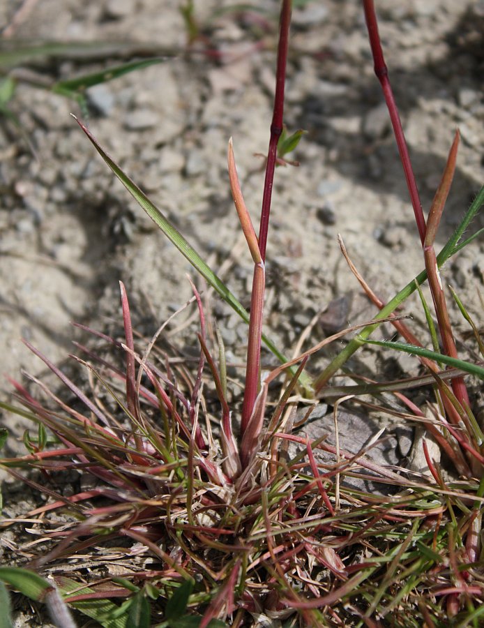 Image of Poa compressa specimen.