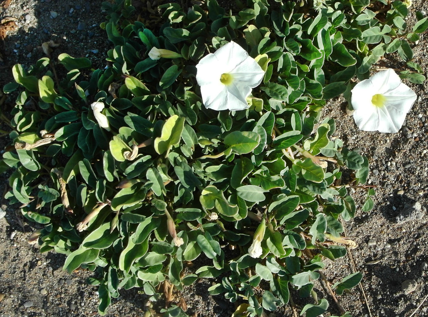 Image of Ipomoea imperati specimen.