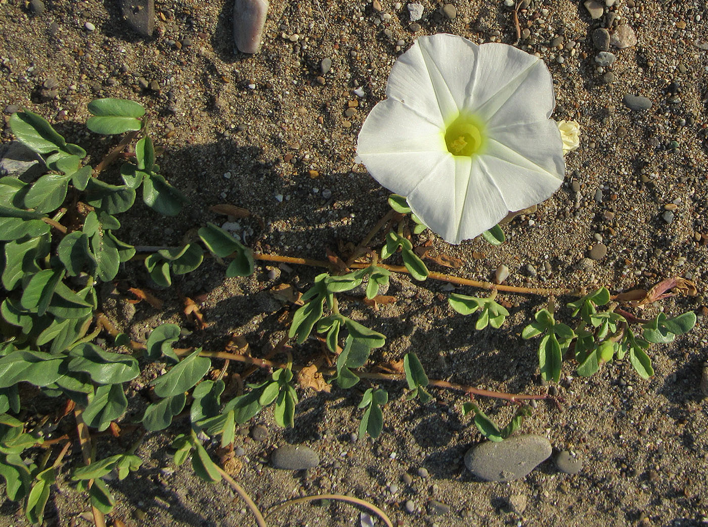 Image of Ipomoea imperati specimen.