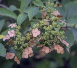 Hydrangea heteromalla