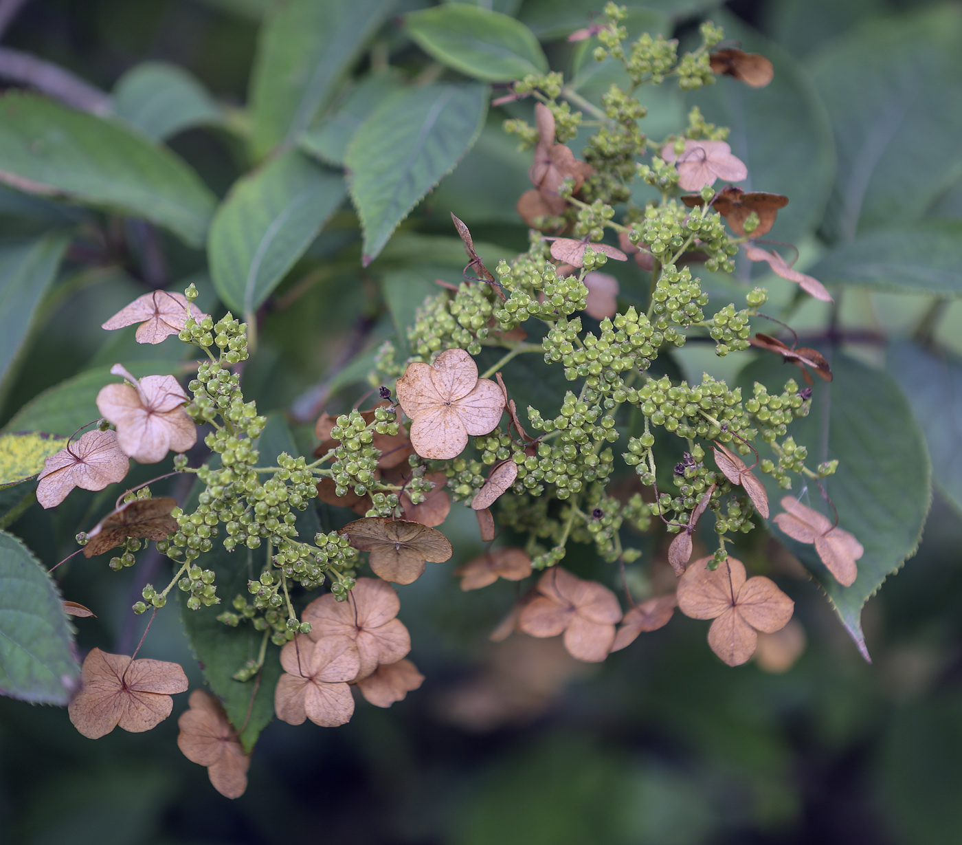 Image of Hydrangea heteromalla specimen.