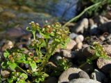 Chrysosplenium tetrandrum. Верхушка растения с цветками, плодами и раскрывшимися коробочками. Магаданская обл., Ольский р-н, окр. пгт Ола, бассейн р. Ола, р. Угликан, галечник. 20.07.2021.