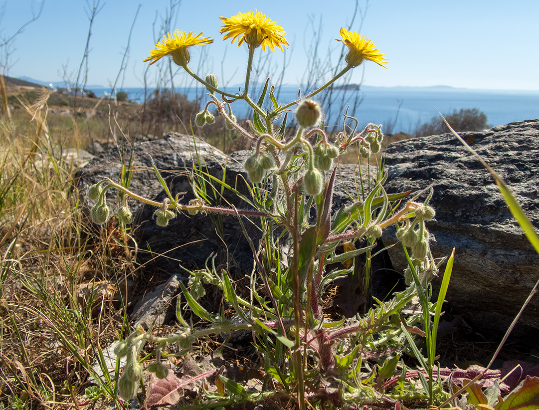 Image of Crepis rhoeadifolia specimen.