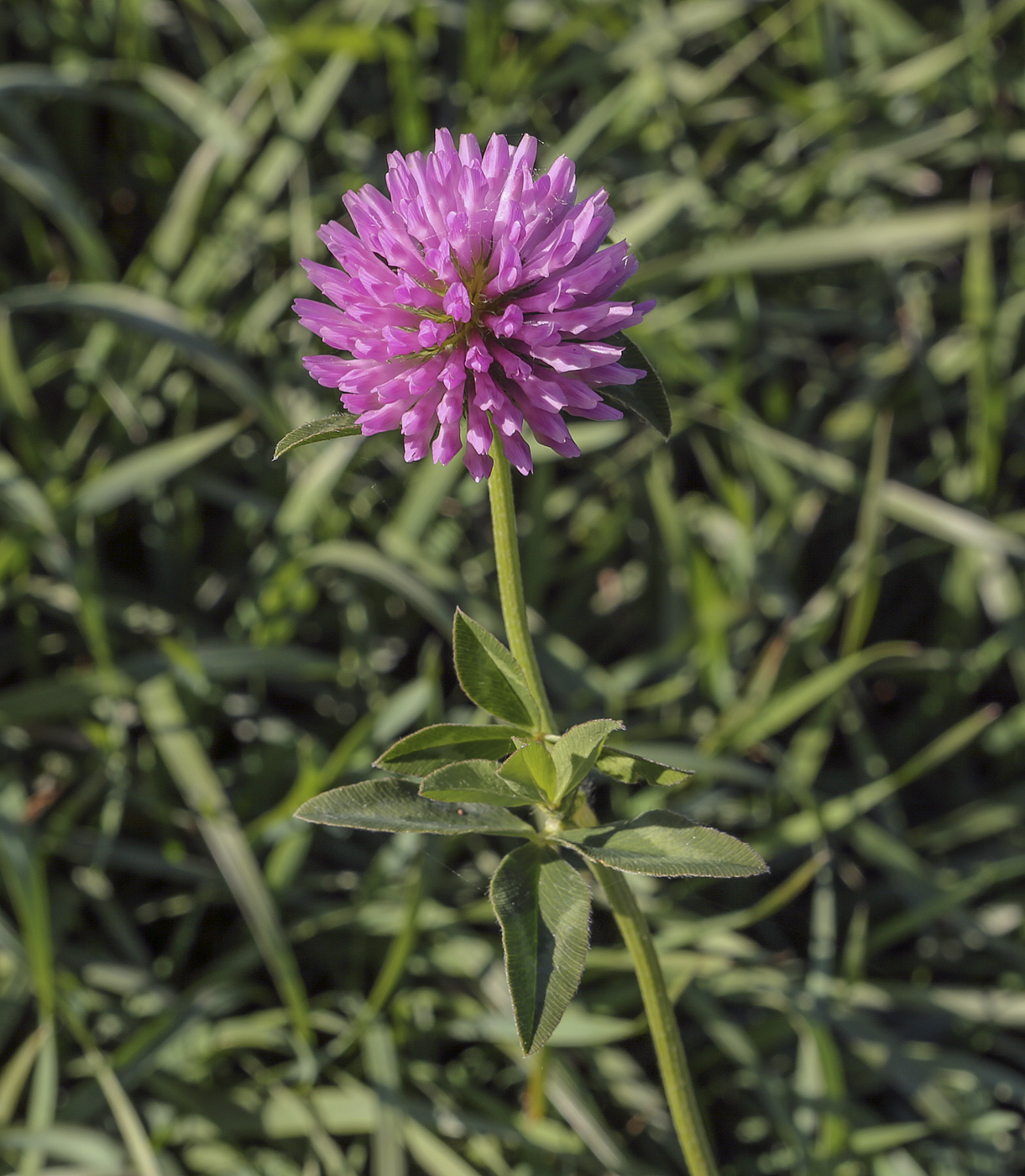 Image of Trifolium pratense specimen.