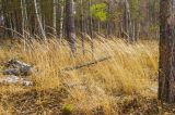 Calamagrostis arundinacea