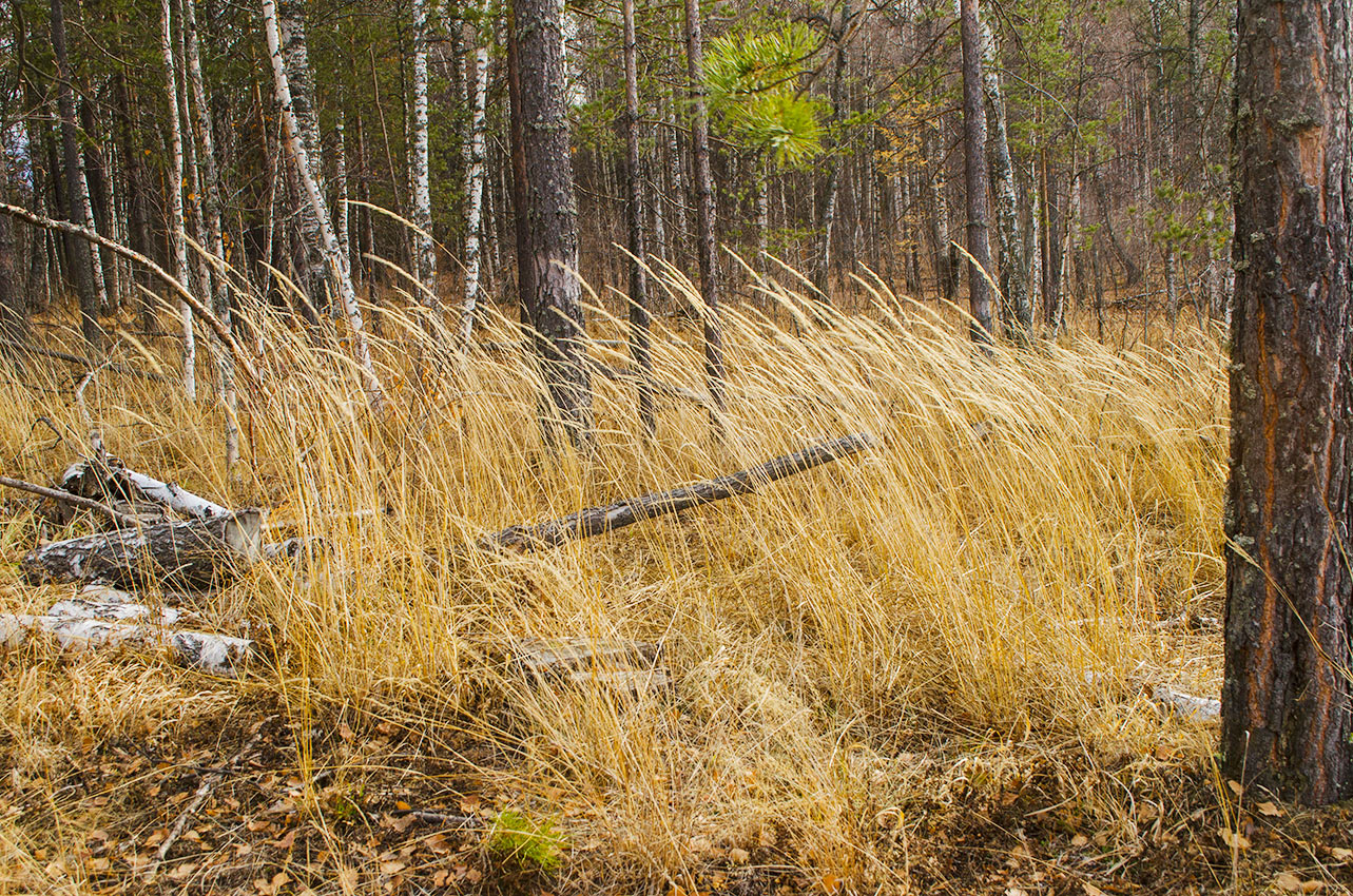 Изображение особи Calamagrostis arundinacea.