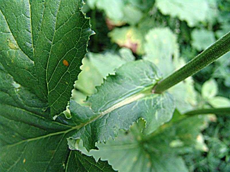 Image of Caucasalia pontica specimen.