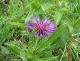 Centaurea subspecies axillaris