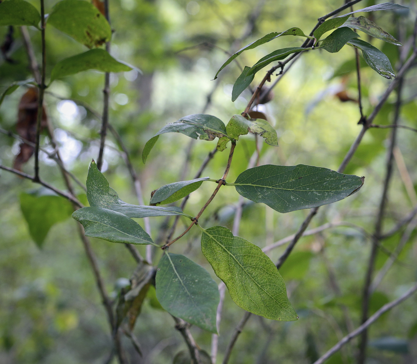 Image of Lonicera tatarica specimen.