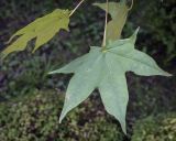Acer mayrii