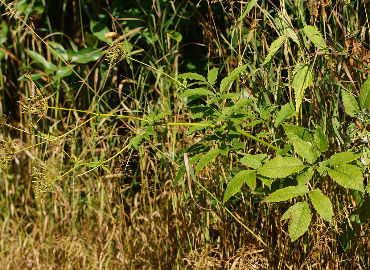 Изображение особи Chaerophyllum aromaticum.