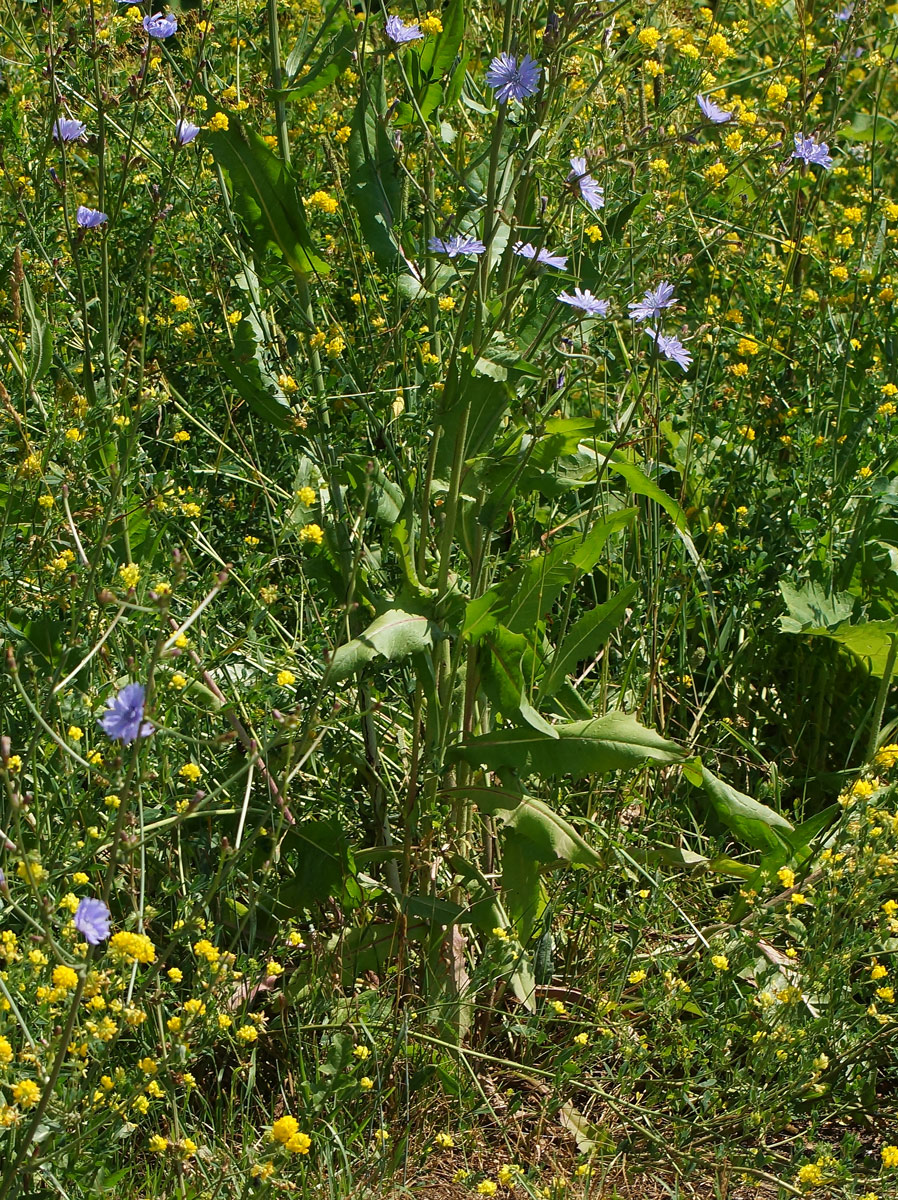 Image of Cichorium intybus specimen.