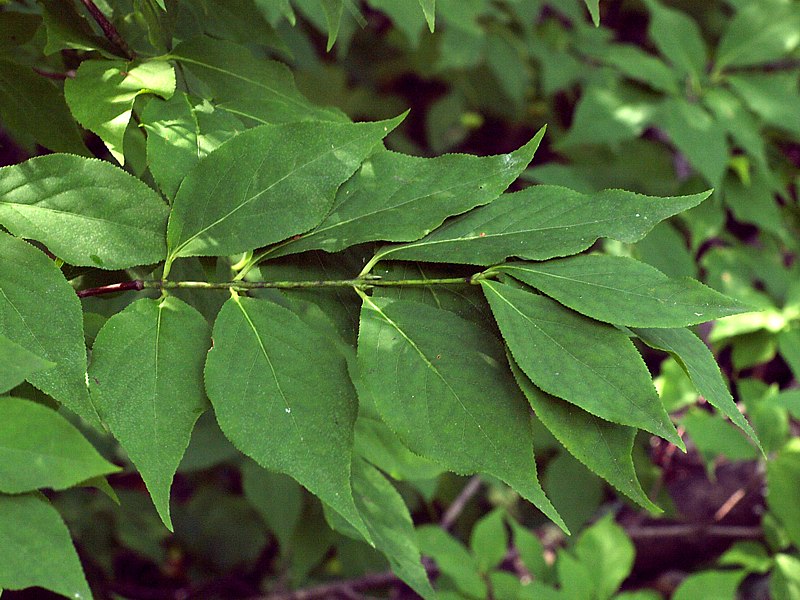 Изображение особи Euonymus maximowiczianus.