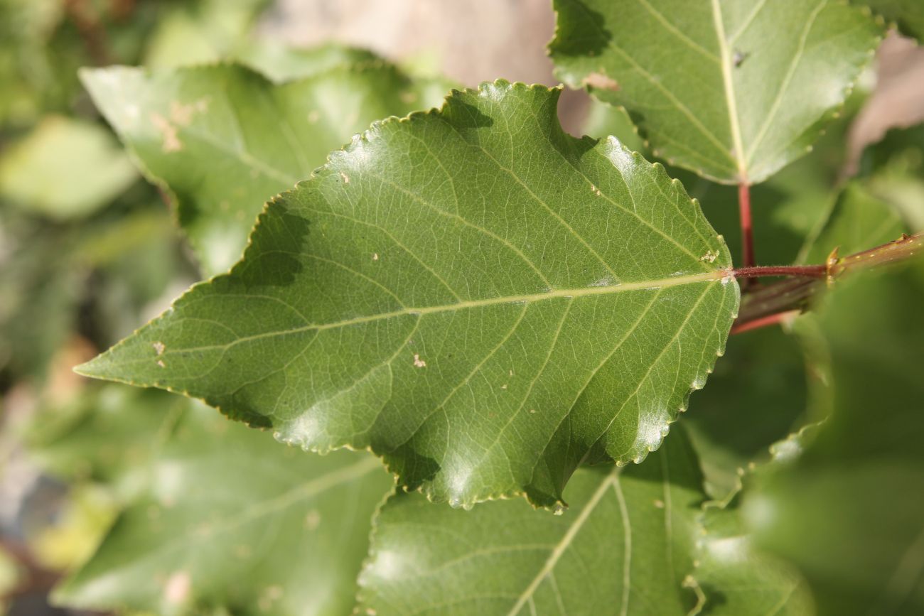 Image of Populus laurifolia specimen.